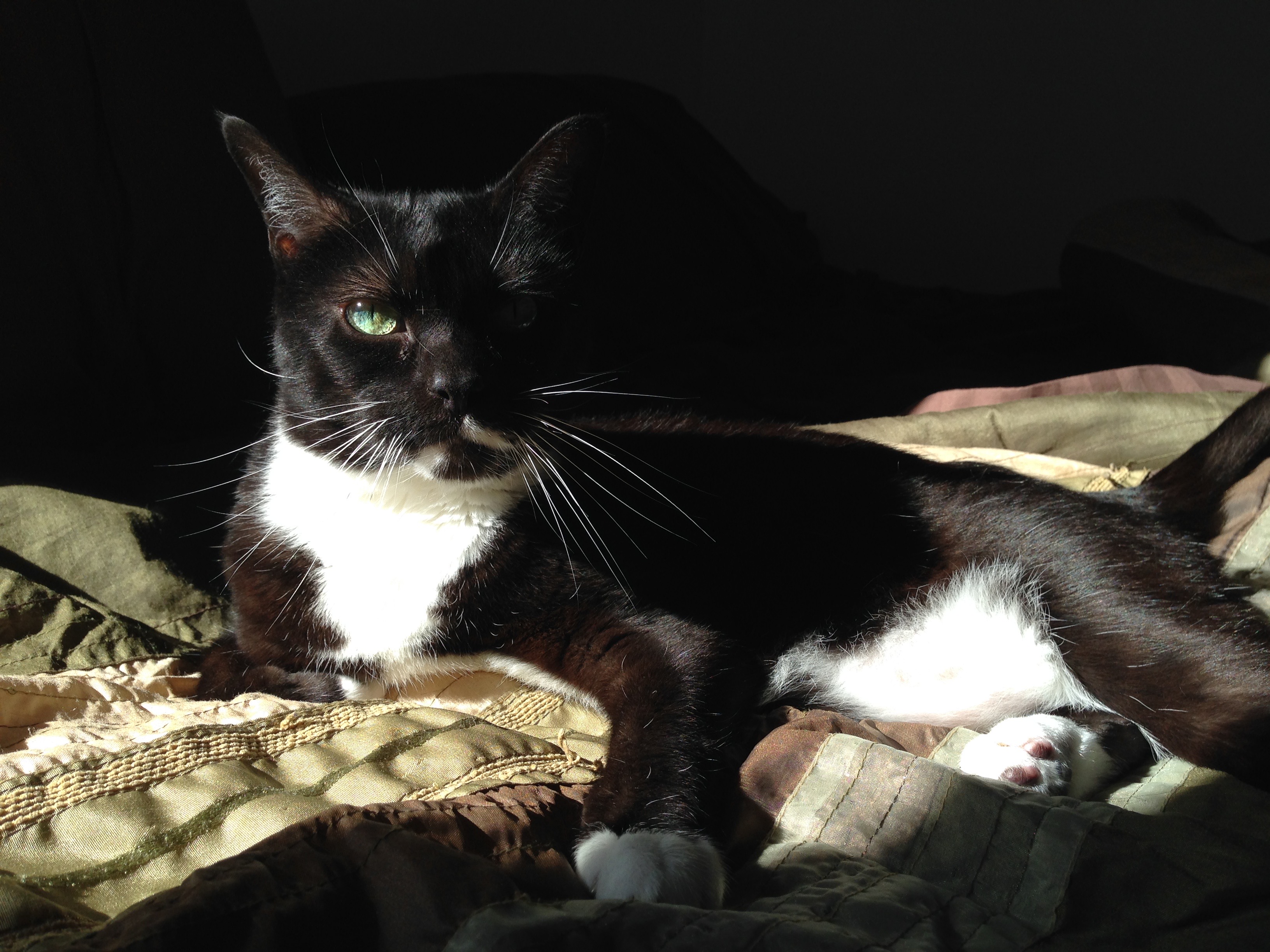 a photograph of ada, a tuxedo-patterned cat, starkly lit and