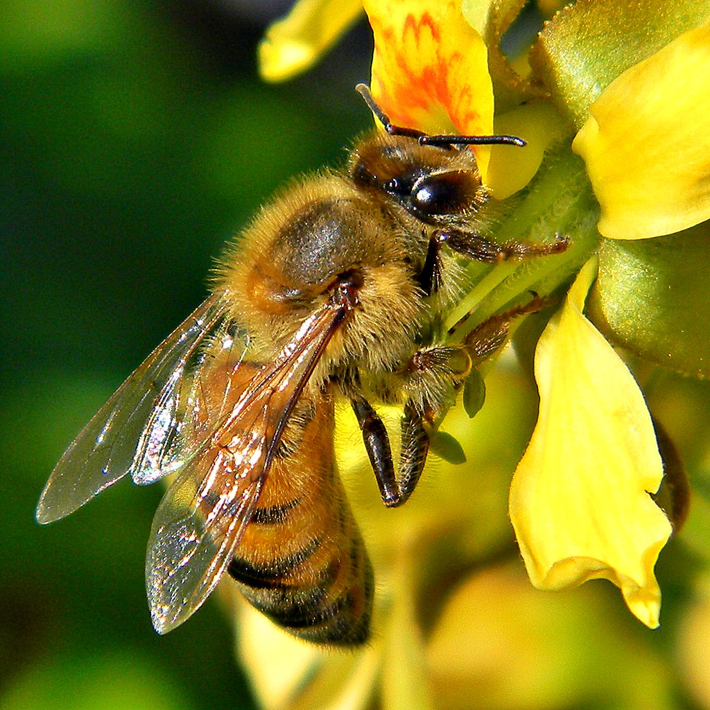 Close-up photo of a honeybee, resplendent in its brown-and-gold furs, at work on a yellow flower.