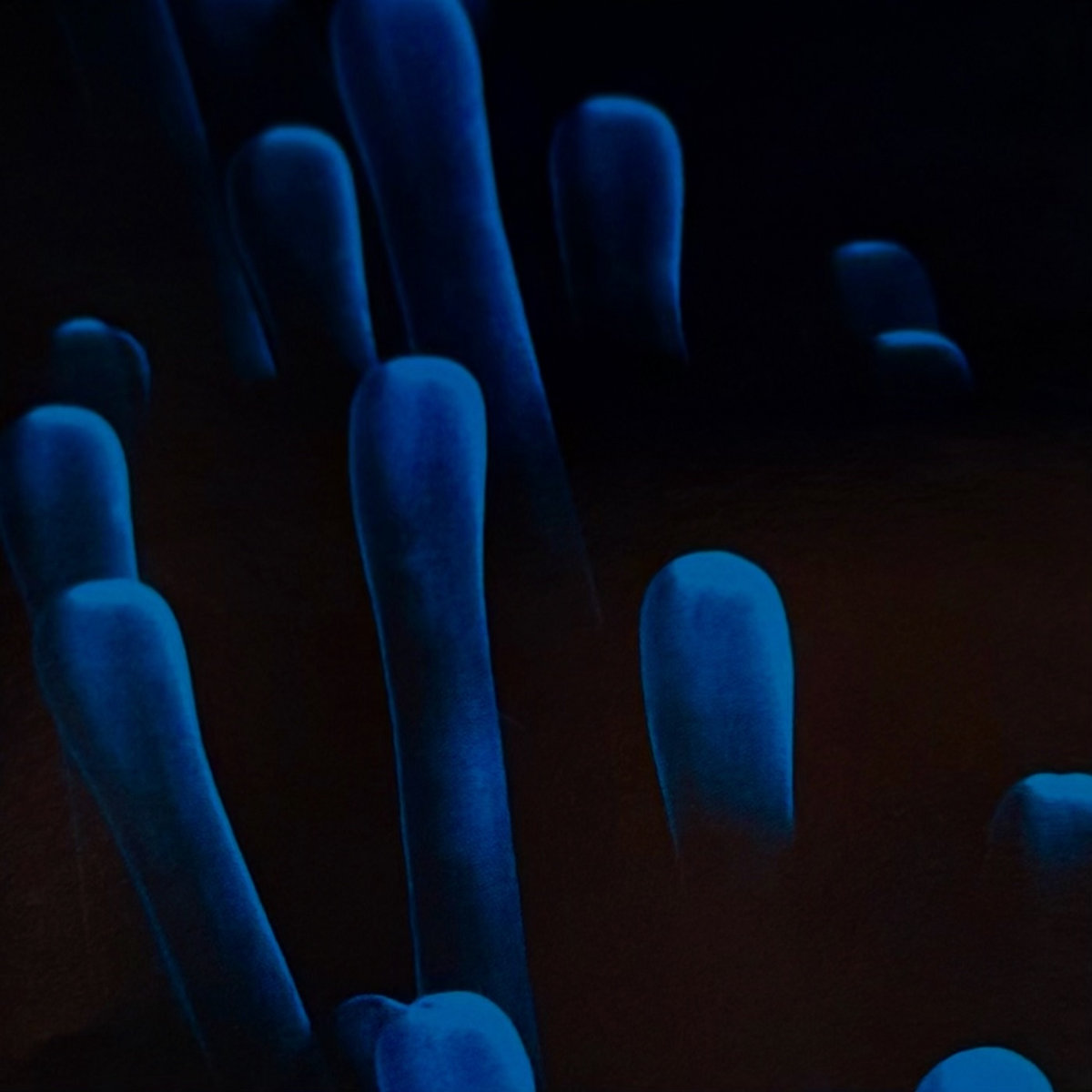 A photograph of a dimly blue-lit sea anemone.