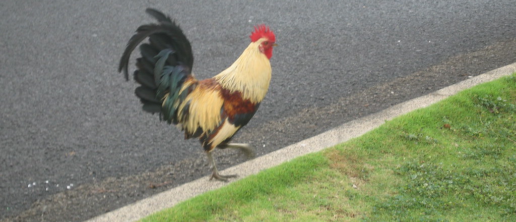 Photograph of a big, colorful chicken strutting along the edge of a parking lot, between grass and pavement.