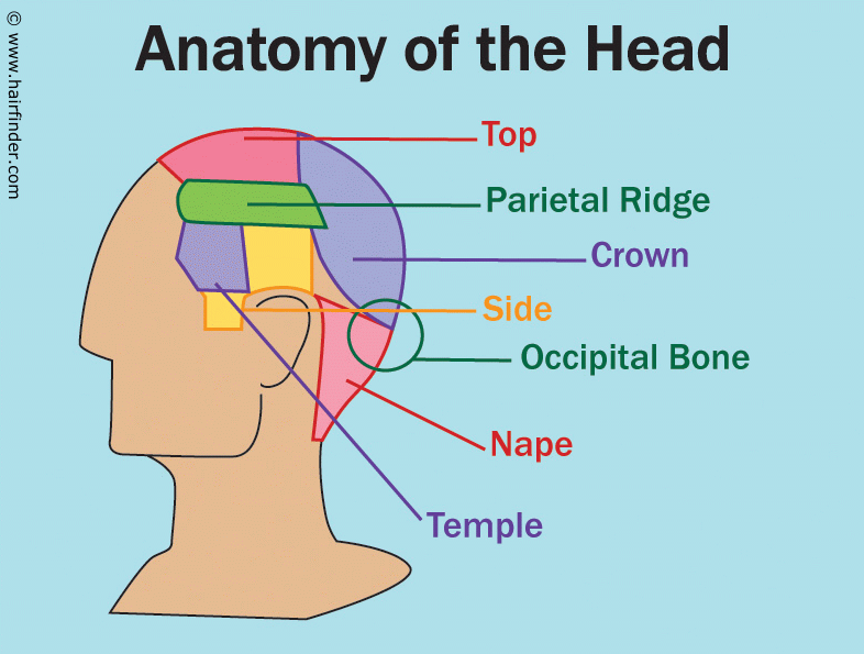 A barber's diagram of head anatomy, borrowed from hairfinder.com