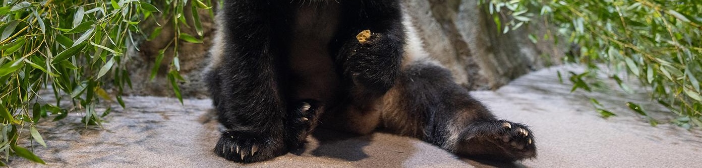 A photo of Qing Bao, the panda, in the Smithsonian Zoo in Washington, DC